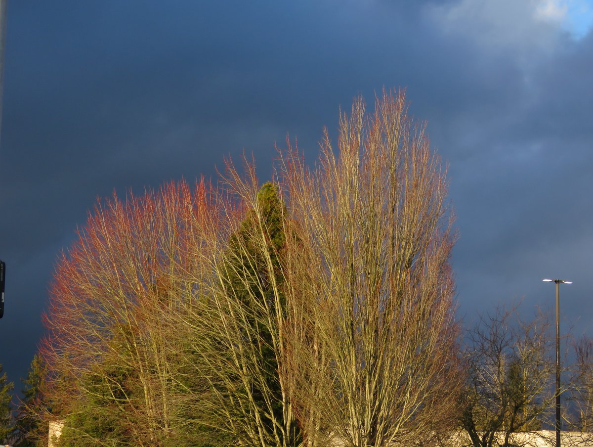 Sometimes you stumble and bumble your way into great late afternoon post rainstorm lighting.