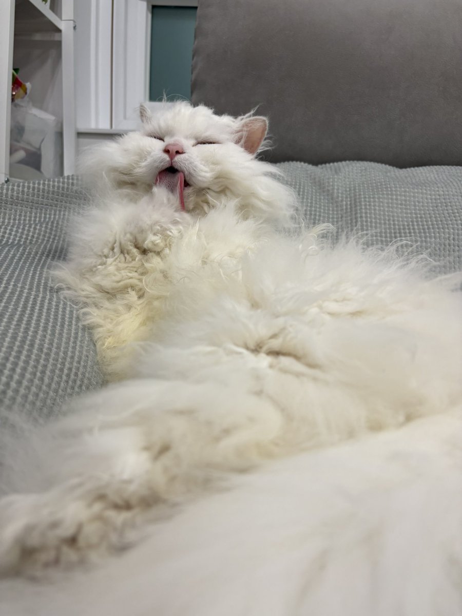 イェルテ/Yelte🌦🛸 tweet media