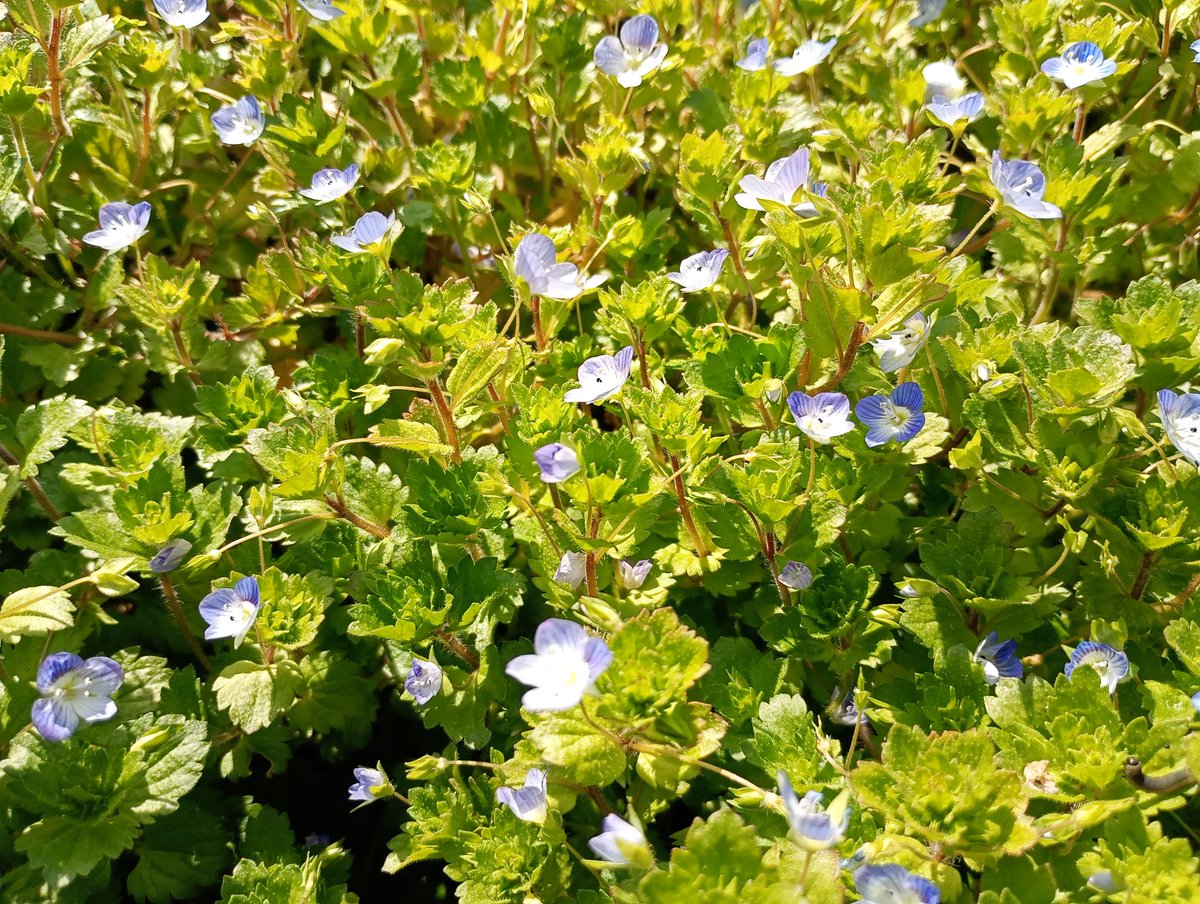 まだ寒いけどもう春の花が咲いてる🌼