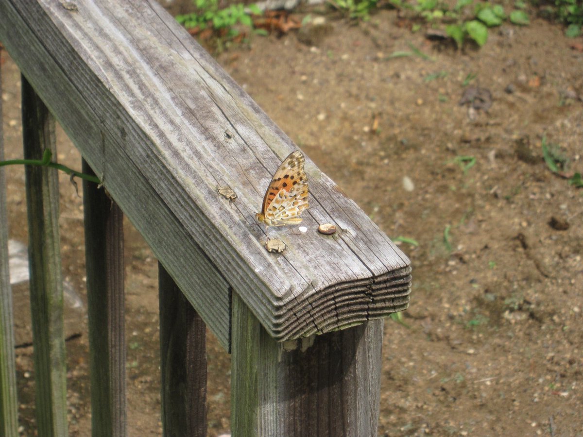 ⋆˚࿔ tweet media