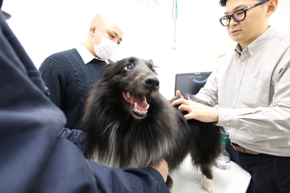 Indomi0701's tweet photo. 動物病院京都さんとのコラボ企画第二弾！
今回は動物病院にお邪魔して、エコーで人間との比較の勉強！ https://t.co/6gxidL5Kji