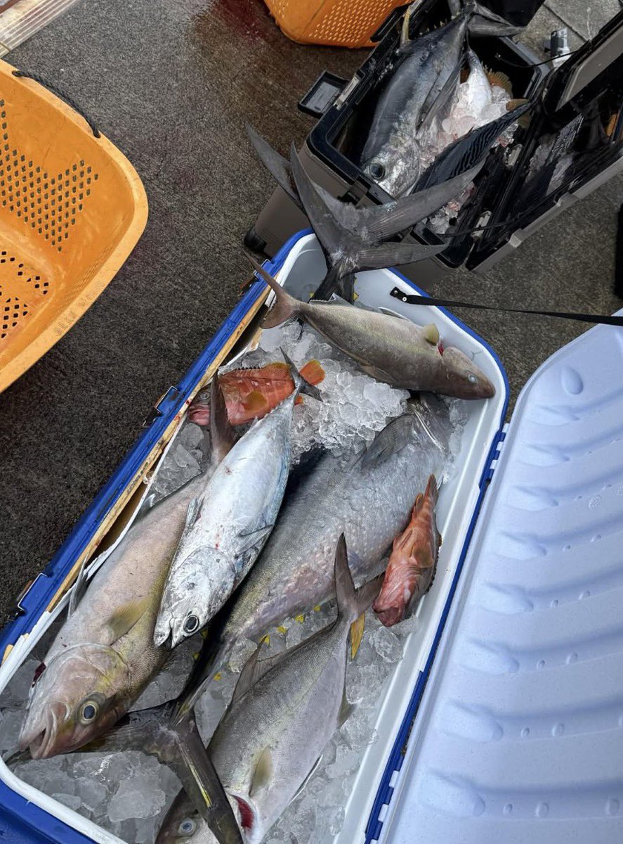 八丈島パパズイン・パパ大津留 (@papa_otsuru) / Posts / X