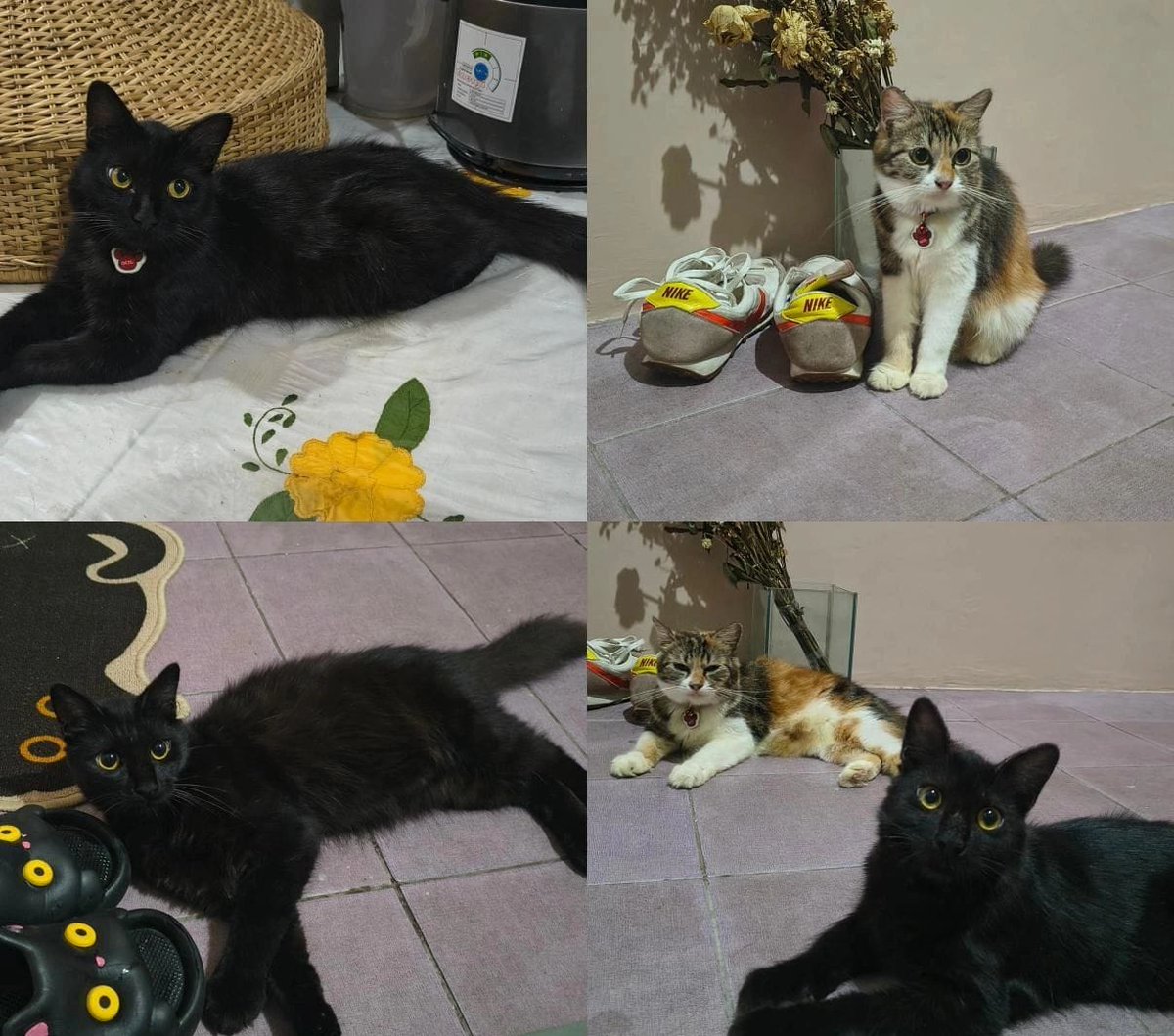 open adopt kucing tangerang tweet media