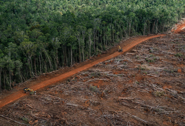 tang__kira's tweet photo. Ironis, dunia mendorong biofuel untuk menyelematkan bumi, namun Hutan Indonesia terus menghilang untuk memenuhi kebutuhan Biofuel.

Wartawan Korea  mengritik bahwa aturan baru di Korea yang mewajibkan mencampur bahan kendaraan dengan biodiesel sebesar 4% (2024-2026) dan kemudian hingga 5% (2030) dapat berdampak kepada ekosistem hutan dunia, termasuk hutan di Indonesia.