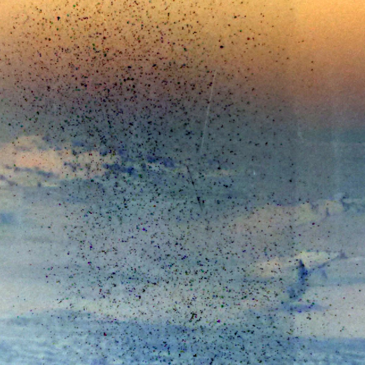 Shadowy Lines tweet media