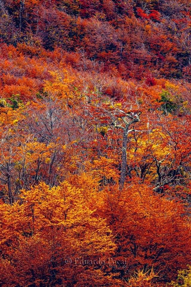 fotoeduardos's tweet photo. Acerca la imagen y disfruta la naturaleza otońal #UshuaiaFantástica https://t.co/tNIo1ZCIbA
