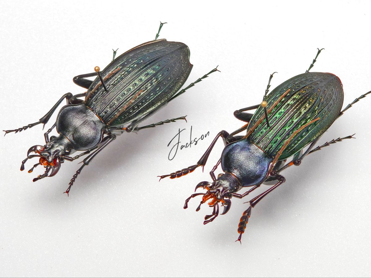 asukaambition's tweet photo. Carabus (Apotomopterus) dinghuensis Deuve & Tian, 2006
#carabus #Apotomopterus #insect https://t.co/RzFad4dpOo