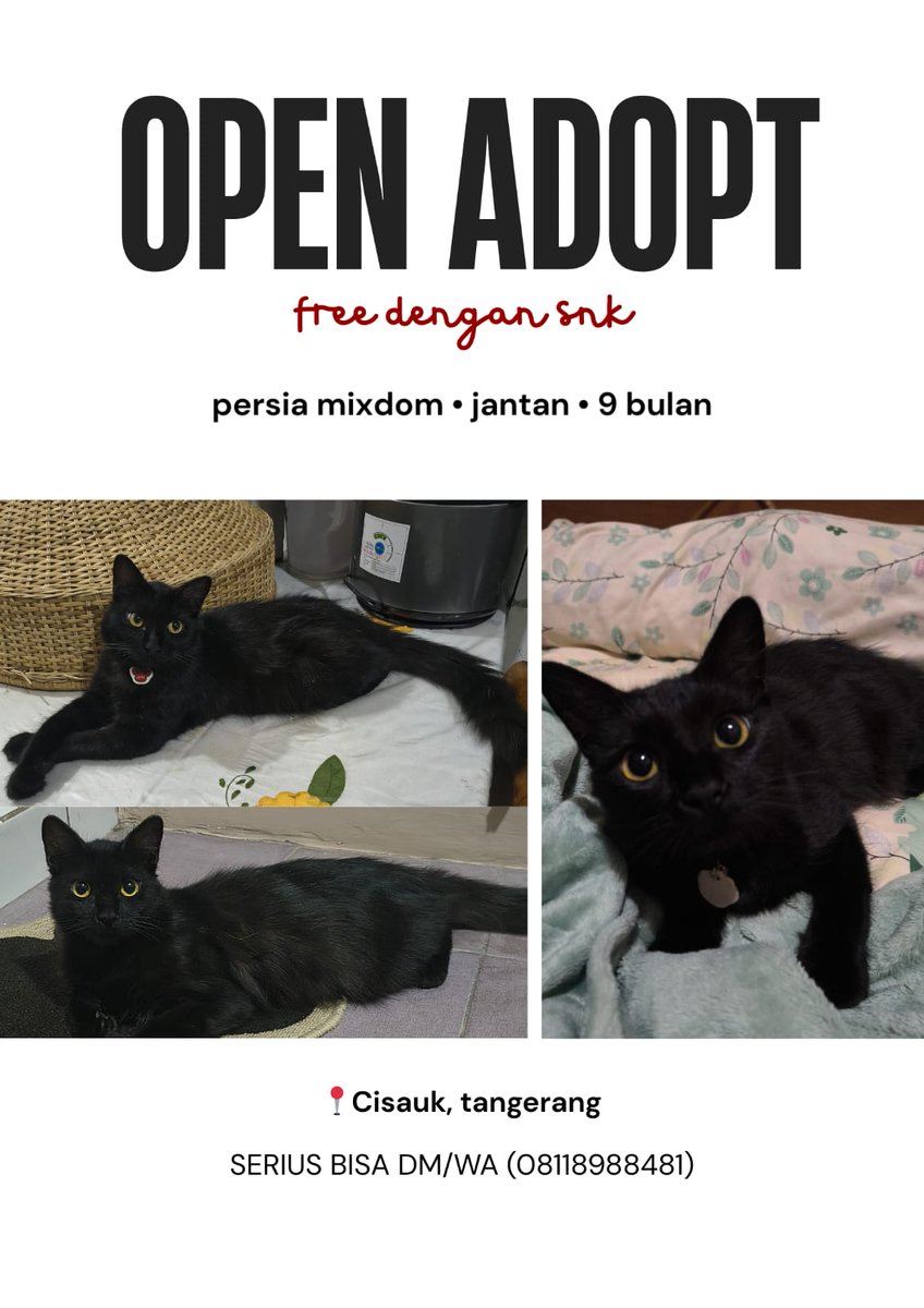 open adopt kucing tangerang tweet media