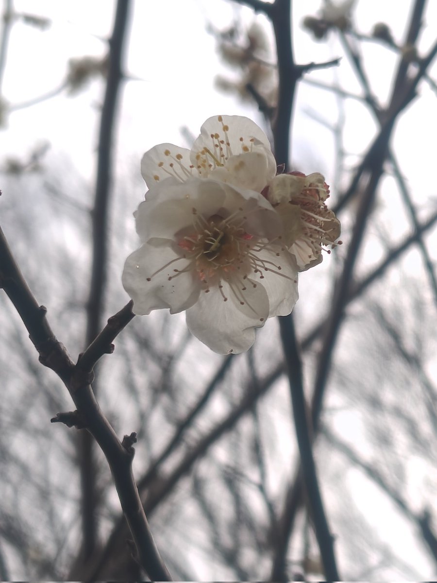 hyde_5005's tweet photo. 2月17日(火)曇り　気温5.5℃、湿度49%
お疲れさまです。
朝は雪がチラチラ降っていました。
気がつけば梅が開花もうすぐ春ですね。相変わらずダムは水不足のようです。お昼に白だし醤油そばを頂きました😋午後も頑張りましょう!!

感謝を忘れずいつも笑顔で健やかに☺️
#イマソラ #白梅 #中華そば安至 https://t.co/7cOw1o6SO1