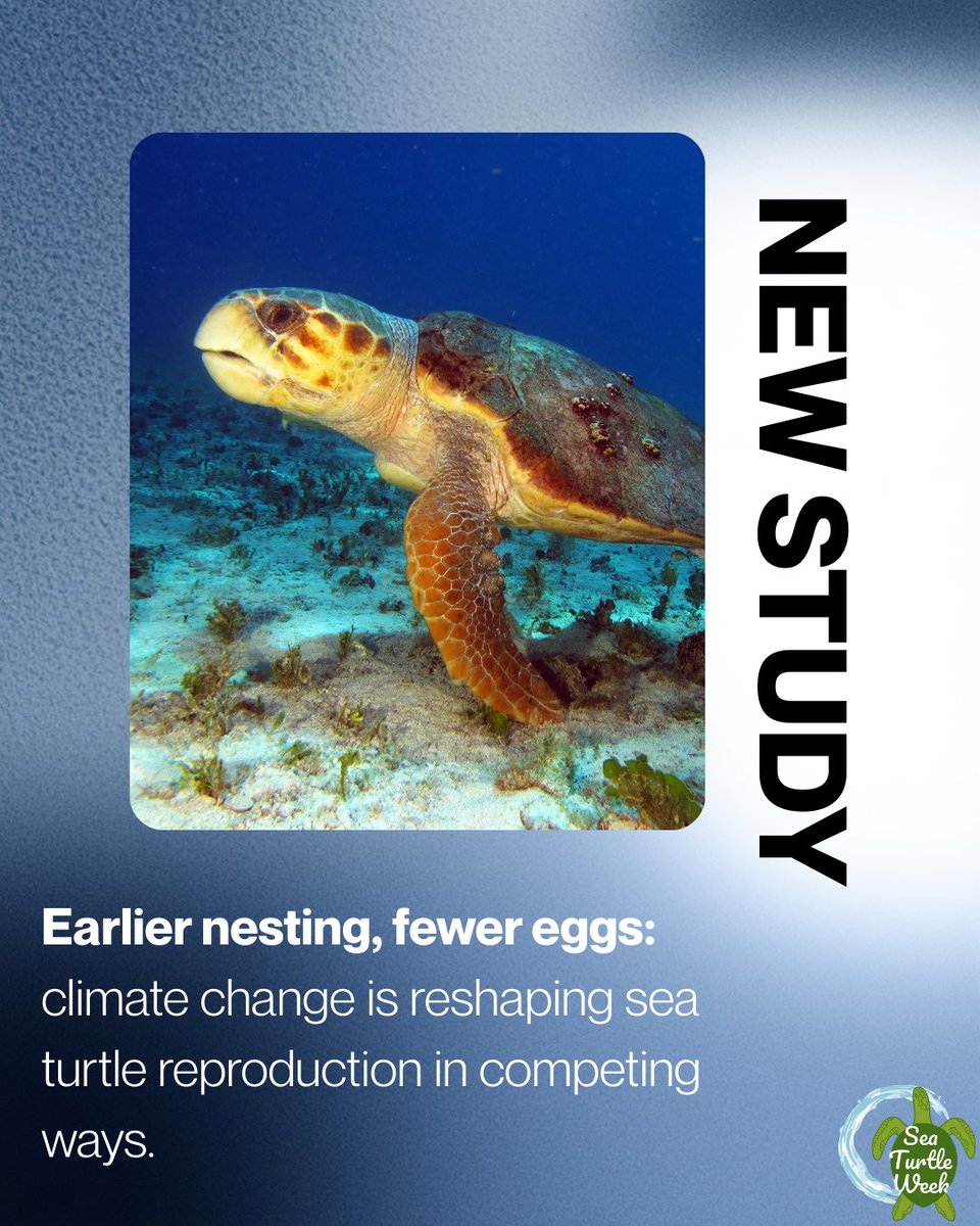 seaturtleweek tweet media