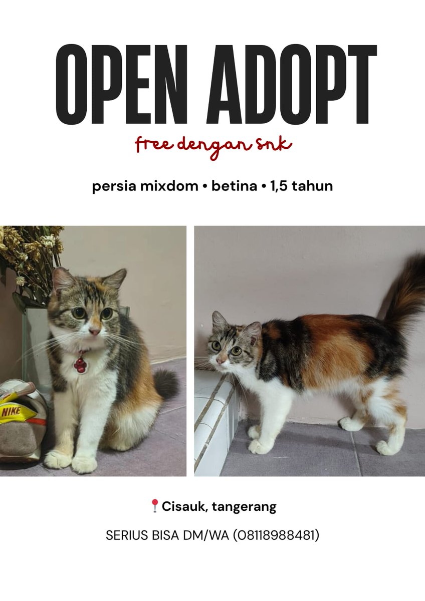 open adopt kucing tangerang tweet media