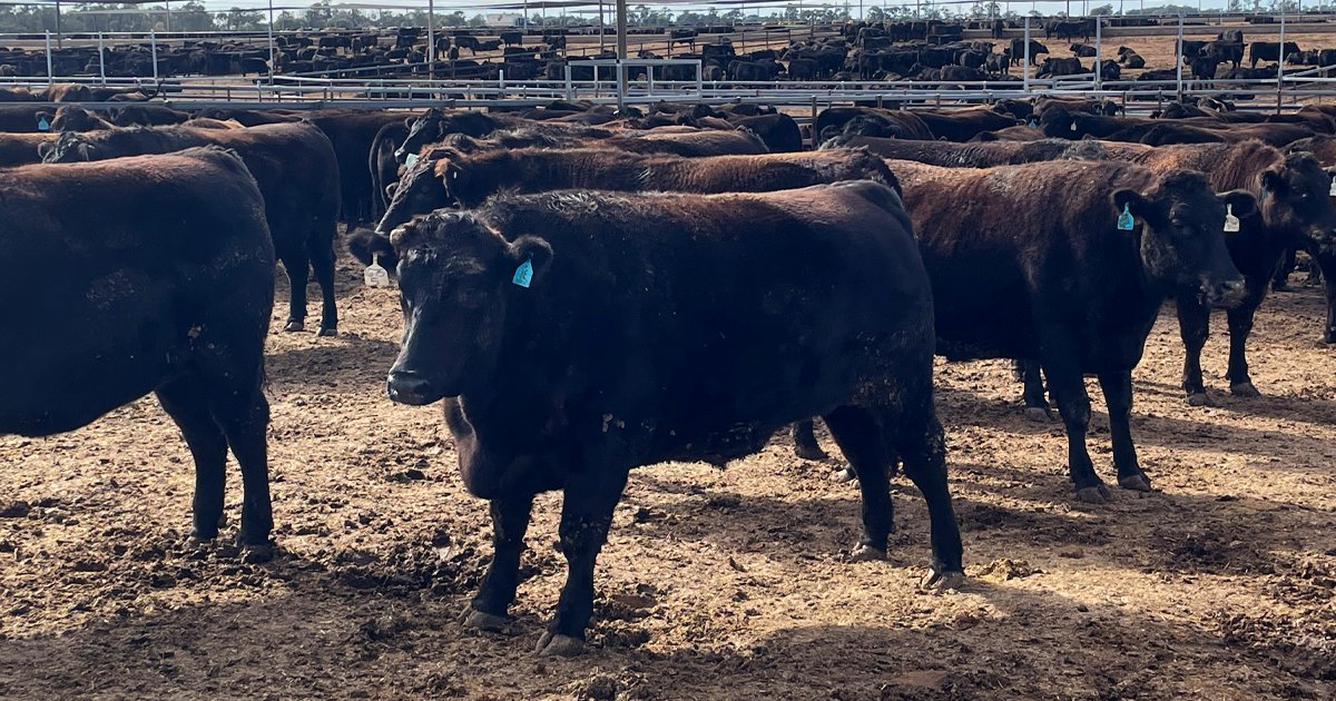 TheEkka's tweet photo. Entries for our 2027 Paddock to Palate Wagyu Challenge presented by JBS Australia are now OPEN! 🐂🥩

Benchmark your cattle and compete for $18,000 in prizemoney.

Read the #mediarelease here: https://t.co/FjqPsuCzT0 https://t.co/7HHcW3Mwpu