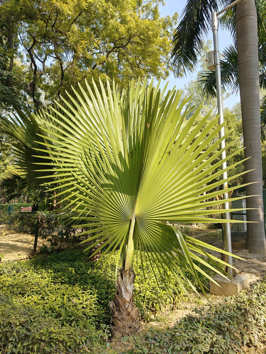 StampedMoments's tweet image. Spring vibes in full bloom.

Hello from Delhi 🙋

#SpringInDelhi #BloomSeason #FlowerLove