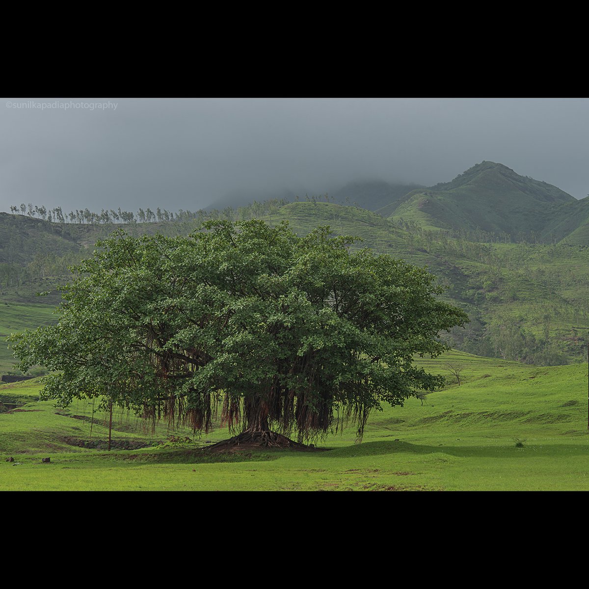 SunilKapadia19's tweet photo. _SSK7090 That Is My Personality. 
Buy This Photo Art Print 
#personality #color #colorphotography #landscape #landscapephotography #colorlandscape #colorlandscapehotography #imposing #formation #tree #grass #green #meadows #mountains #clouds #Bhor #Pune #Maharashtra #India https://t.co/Xfc4CDSCRt