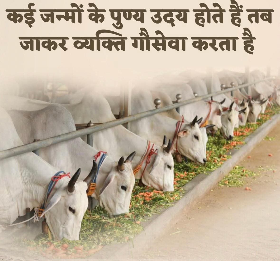 Govats Radhe Ravoria tweet media