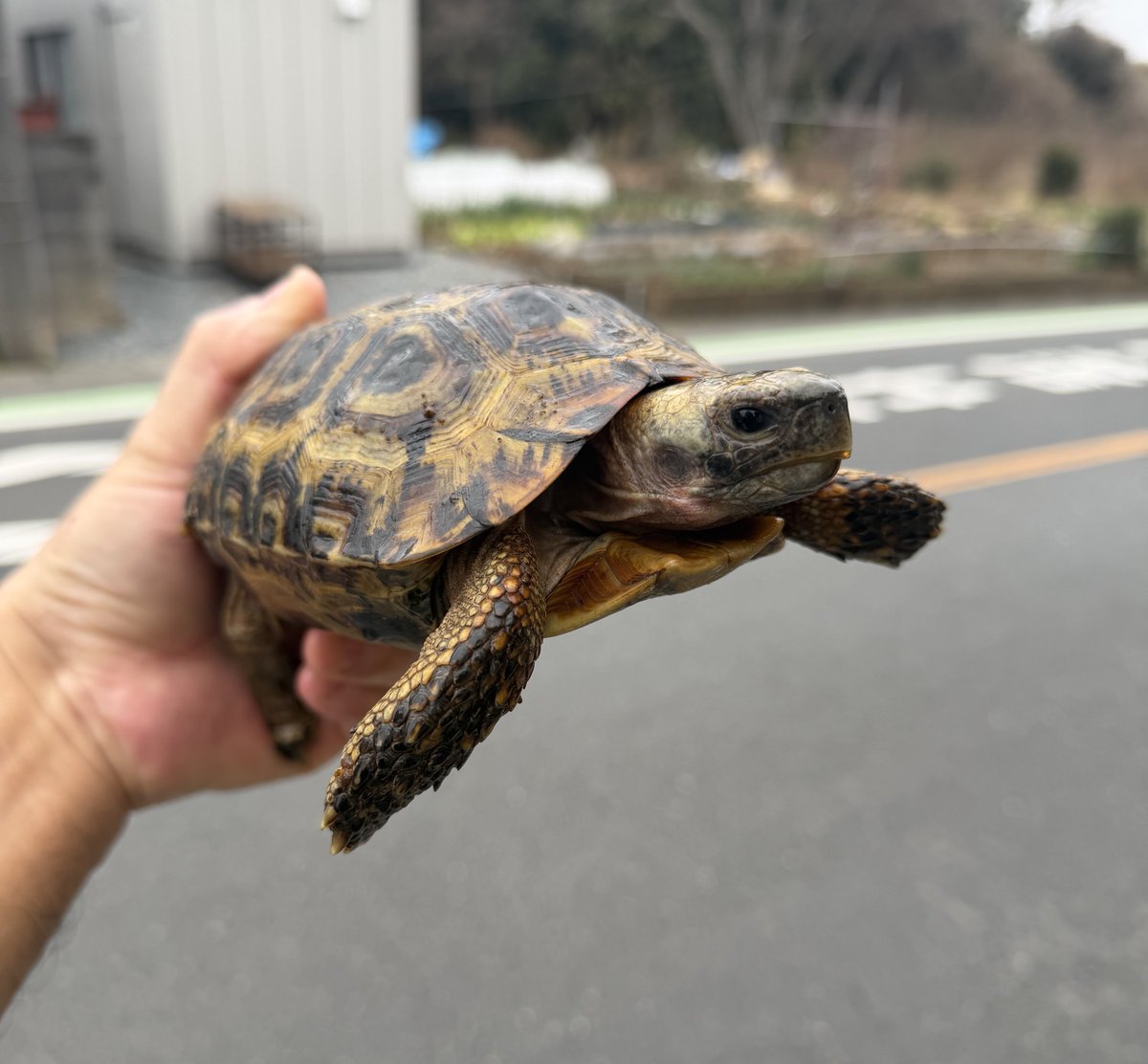 スピークセオレガメ
Kinixys spekii
ザンビア北部ムチナ産

ベビー〜アダルトサイズ
レアな亀さんです🐢

#スピークセオレガメ
#Kinixysspekii