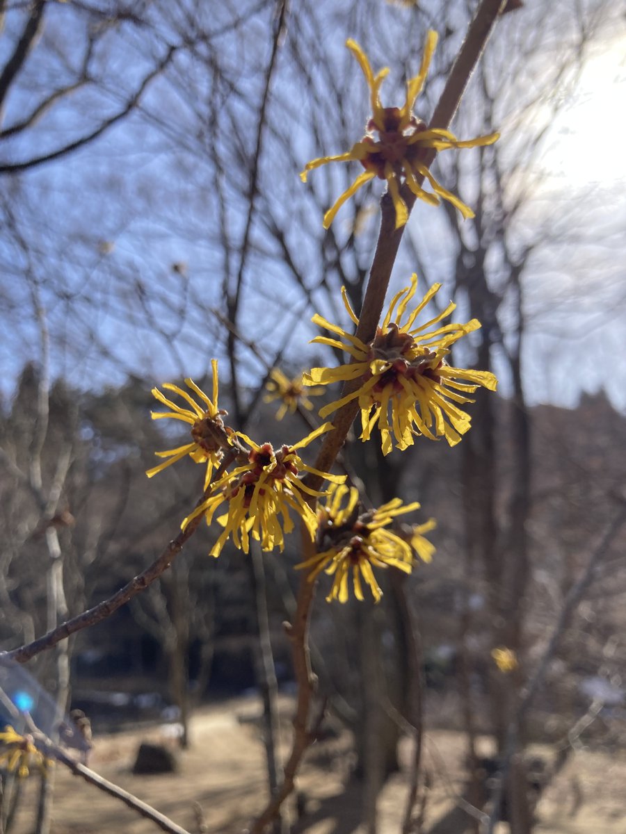 六甲高山植物園 tweet media
