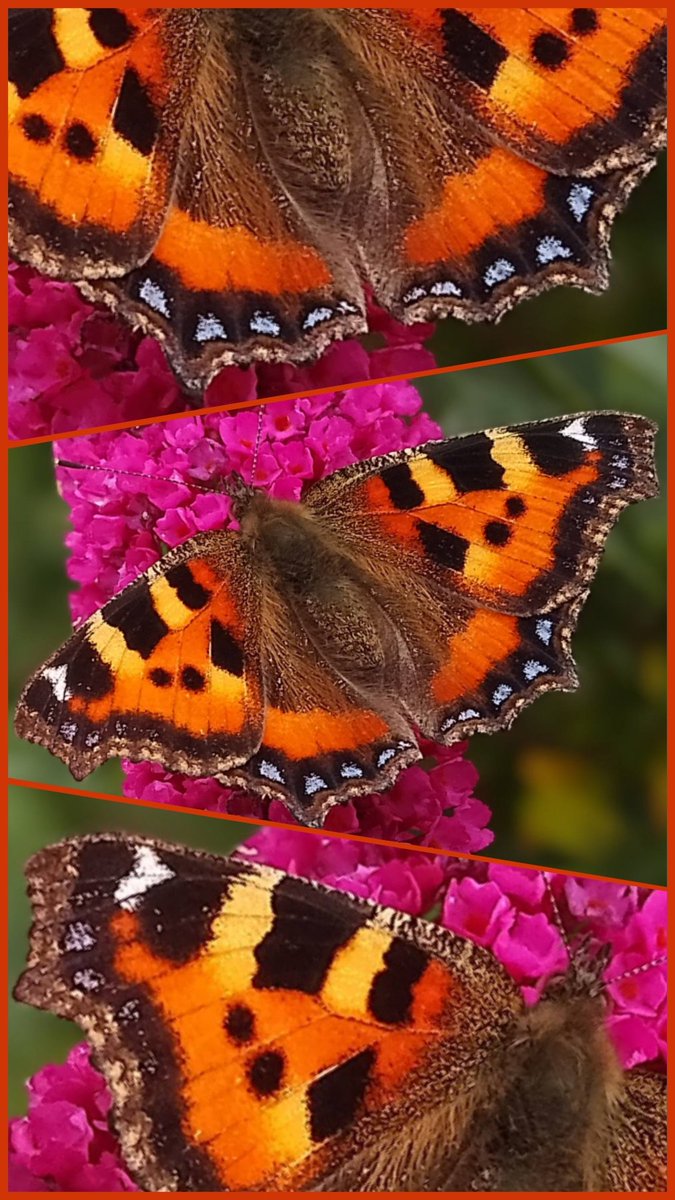 s4r4h_l's tweet photo. #TitliTuesday with a closer look at #SmallTortoiseshell #butterflies with this pristine condition one in my garden last July, feeding on my buddleia. From blue heart wing ends to tiger striped shoulders. Fantastic! @savebutterflies #Lancashire #vitaminN https://t.co/UBUWqB4T7E