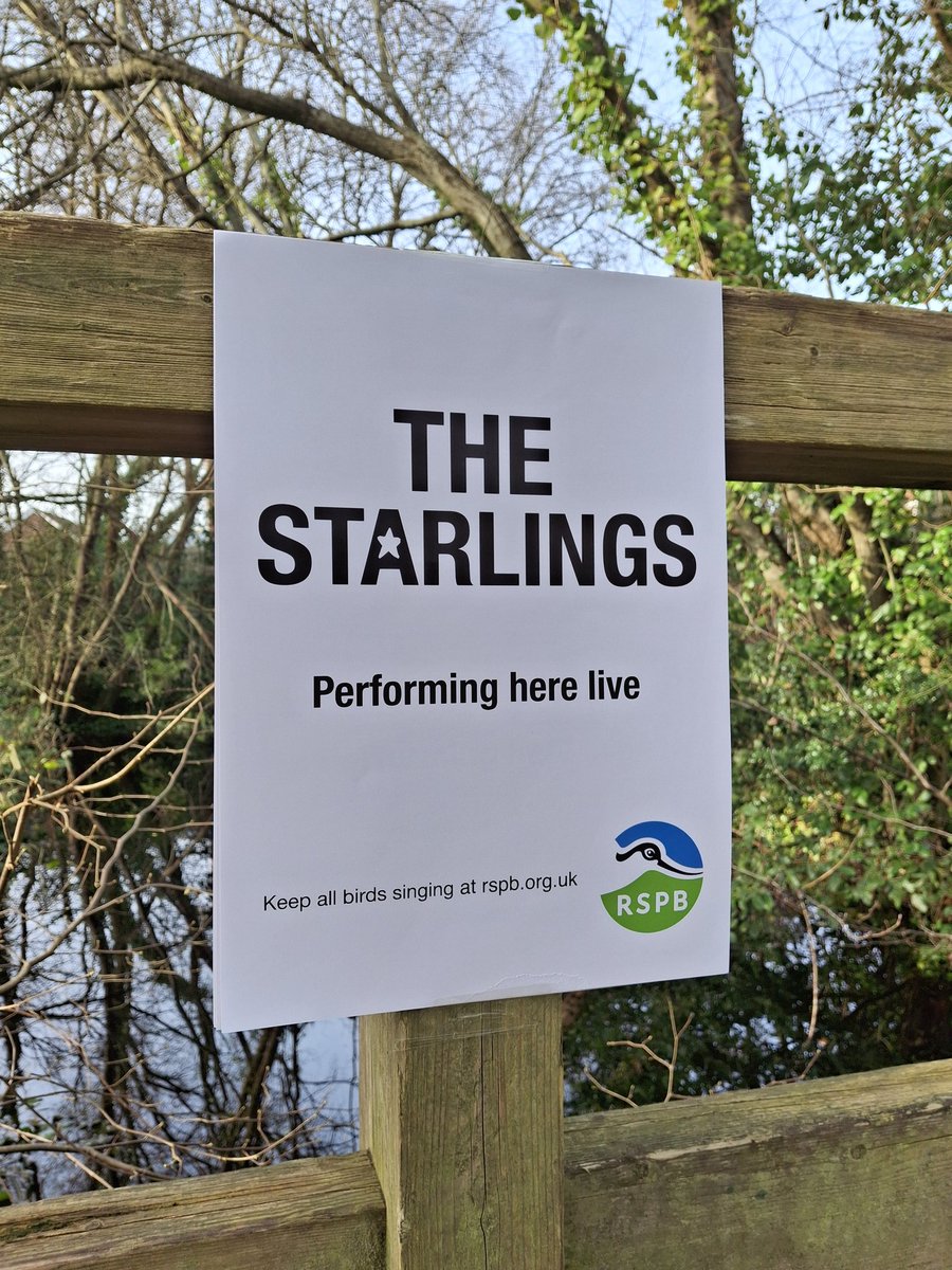 HowlingAsInWolf's tweet photo. 🚨NEW SINGERS PERFORMING!
Today, it's the Starlings. 🐦 Another one in my spec campaign for @RSPBEngland @RSPBScotland #BirdSong #NatureLovers #FreelanceCreative #Advertising #Birdwatching @ChrisGPackham @OneMinuteBriefs #Dorset https://t.co/GRNpMNdEId
