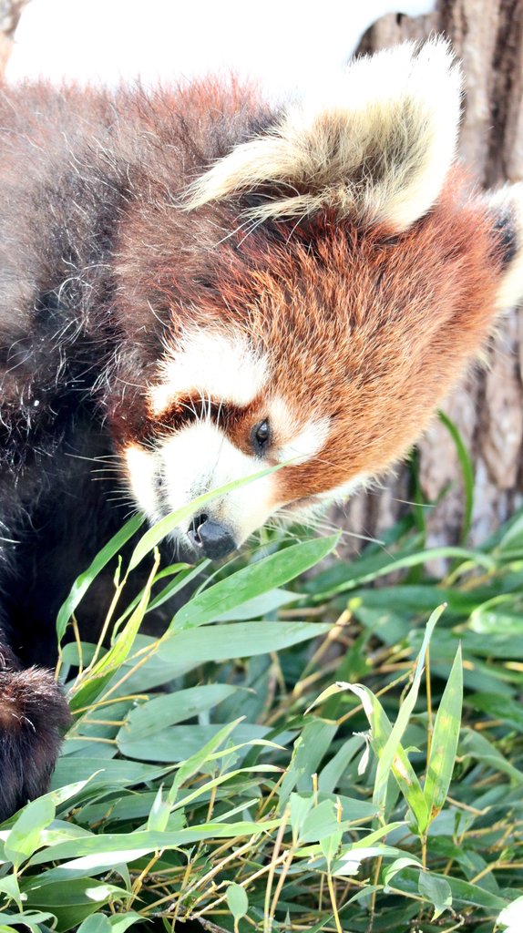 パンダコパンダ🐼 (@RiRiLOVE1513) / Posts / X