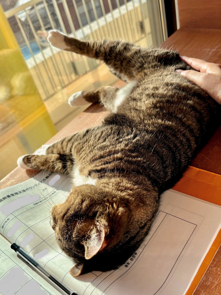 成猫ボラ日誌】 アニマモール屈指のフレンドリー猫ちゃん、千曲(ちくま