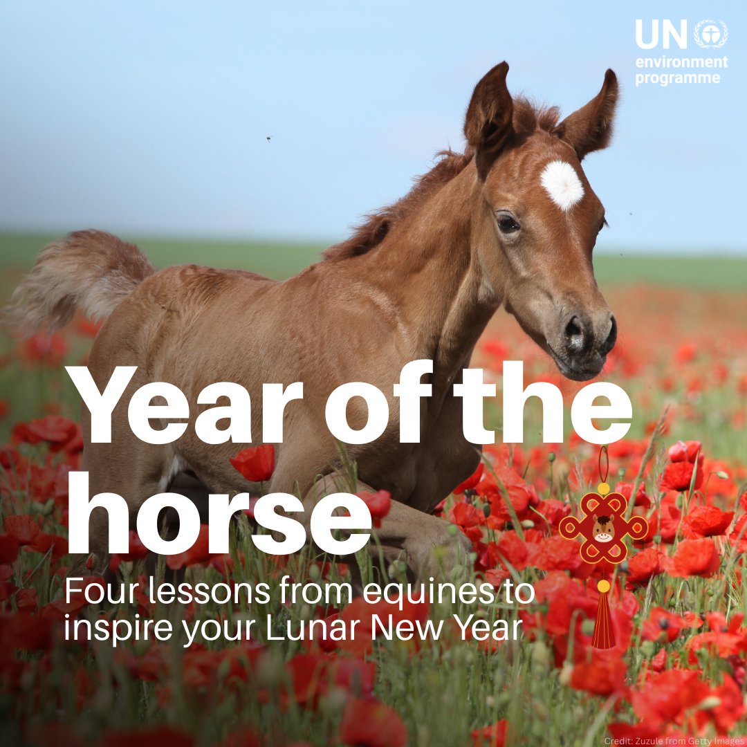 Happy Lunar New Year – welcome to the Year of the Horse. 🐴

As the new year begins, we are shining a spotlight on horses and other equine species that play important roles in the health of our planet.

Discover the four lessons we can learn from equines: shorturl.at/081uu