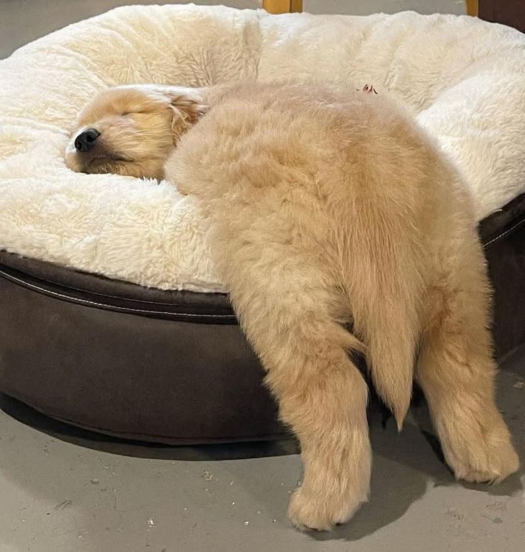 everything dogs 🐶 (@everythingdogss) on Twitter photo 