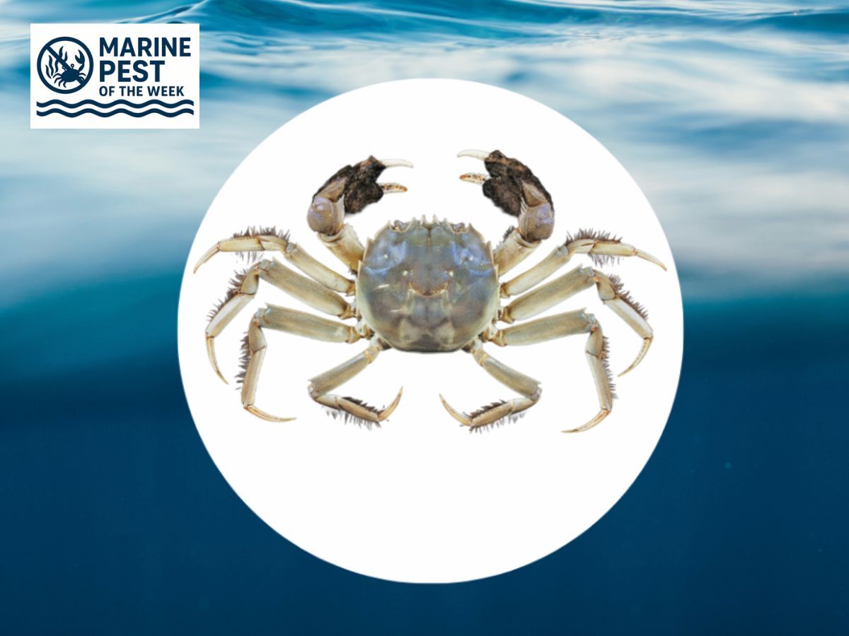 boating_nz's tweet image. Who would have thought something so small could cause so much trouble? These creatures accelerate erosion and can carry the Oriental lung fluke, a serious infection in humans.

ap1.hubs.ly/y0BJdz0

#ChineseMittenCrab #MarinePestOfTheWeek #BoatingNZ
