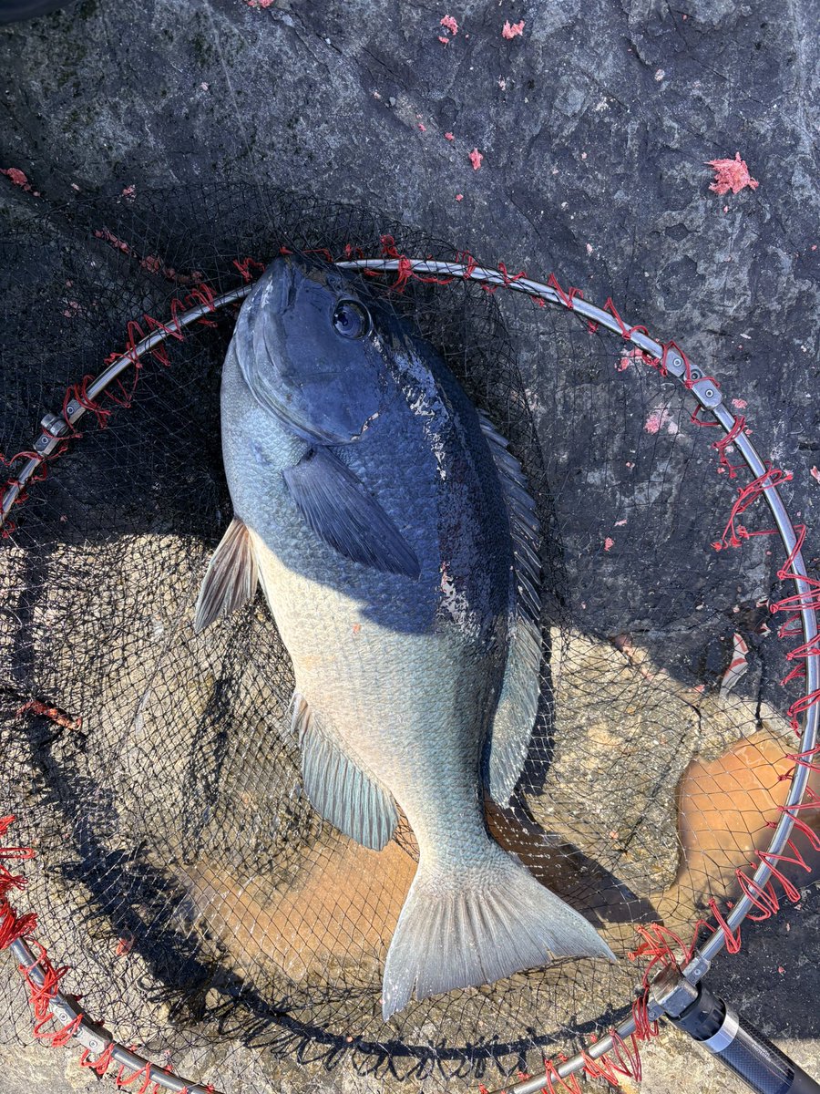 Life6Fishing's tweet photo. ここ最近、不調気味の日振島でしたが一発出てくれた〜 https://t.co/yJLUjKDUKv