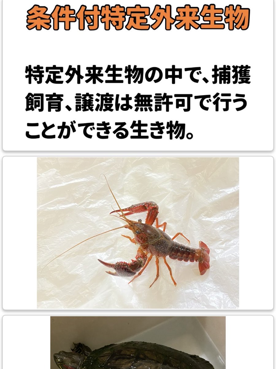 hattori95's tweet photo. 今週土曜日は愛知県の東海高校にて〜「食べて減らす」は可能か？外来生物の活用について考える〜というテーマの講演会です。普段の倍くらい持ち時間があるのでパワポも倍近く作っております。僕は僕なりに人前でしっかりと話して、外来種問題をより多くの方に考えてもらえるように頑張ります！ https://t.co/hMSL3Ljfhy