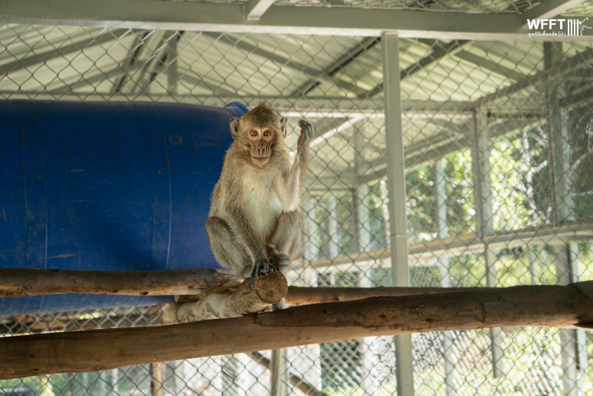 WFFThailand's tweet image. Two #rescued #monkeys becoming besties! 🐵🐵

Joker &amp;amp; Mitchell play like brothers and, when they are old enough, we hope they can join a large macaque troop so they can make many more friends.

Read their stories here: wfft.org/primates/four-…