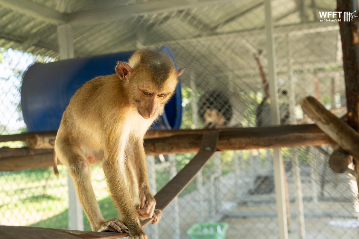 WFFThailand's tweet image. Two #rescued #monkeys becoming besties! 🐵🐵

Joker &amp;amp; Mitchell play like brothers and, when they are old enough, we hope they can join a large macaque troop so they can make many more friends.

Read their stories here: wfft.org/primates/four-…