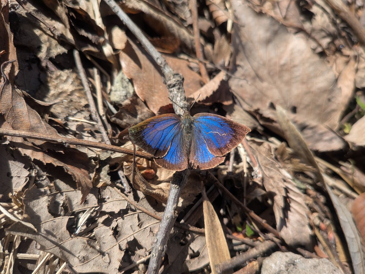 生田緑地自然情報 #ムラサキシジミ #チョウ といえば春や夏のイメージ