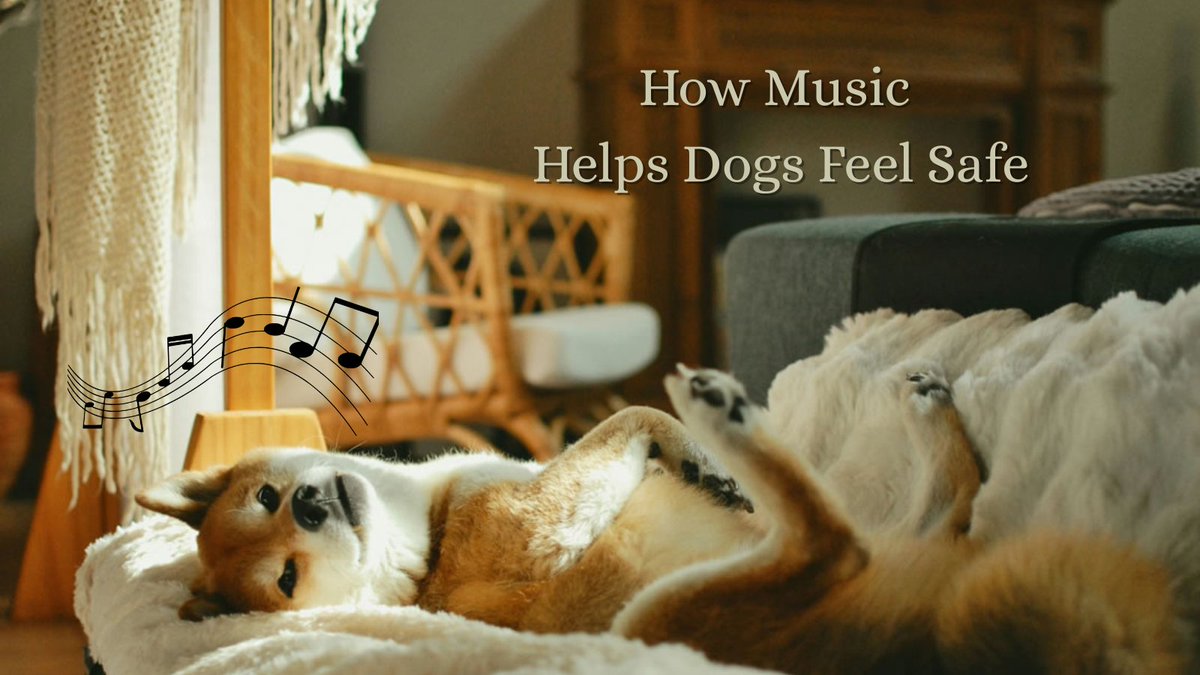 mydogblog's tweet photo. If your dog struggles with anxiety or restlessness, calming music might help. It worked for us. "How Music Affects Dogs: The Science, the Benefits, and Blue Belle’s Story" https://t.co/0SZm0JeOv3 https://t.co/SFqRWX0PRG
