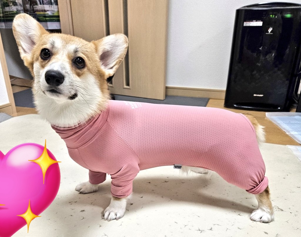 ギョニソの中身です