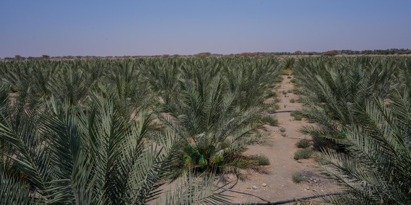 UFAQ_OM's tweet image. 🟣🇴🇲طرح 20 فرصة استثمارية لمشاريع زراعية وحيوانية بمحافظة البريمي

📌 أعلنت المديرية العامة للثروة الزراعية وموارد المياه بمحافظة البريمي طــرح (20) فرصة استثمارية لمشاريع زراعية وحيوانية عبر منصة "تطوير"، بإجمالي مساحة تبلغ (798.3) فدان، وذلك في إطار جهودها لتعزيز الاستثمار