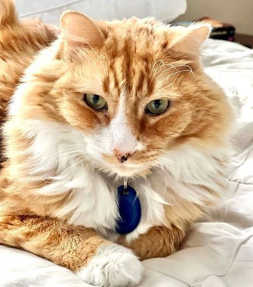 sachikoko's tweet photo. 🙏🏾PLZ SHARE
🧡Handsome, Sweet 7YO Orange #Tabby & White #MaineCoon Mix Kitty NUTMEG🧡
😿Family Moved To England
🥠Needs A Quiet #FureverHome🏡
▶️https://t.co/cJVTw9Fryu
🙏🏽#AdoptDontShop
#WalnutCreek #CA #SF #BayArea
✅Cats✅Kids #CommunityConcernForCats (CP)
#RehomeHour #US #CATS https://t.co/fqC3AdGUts