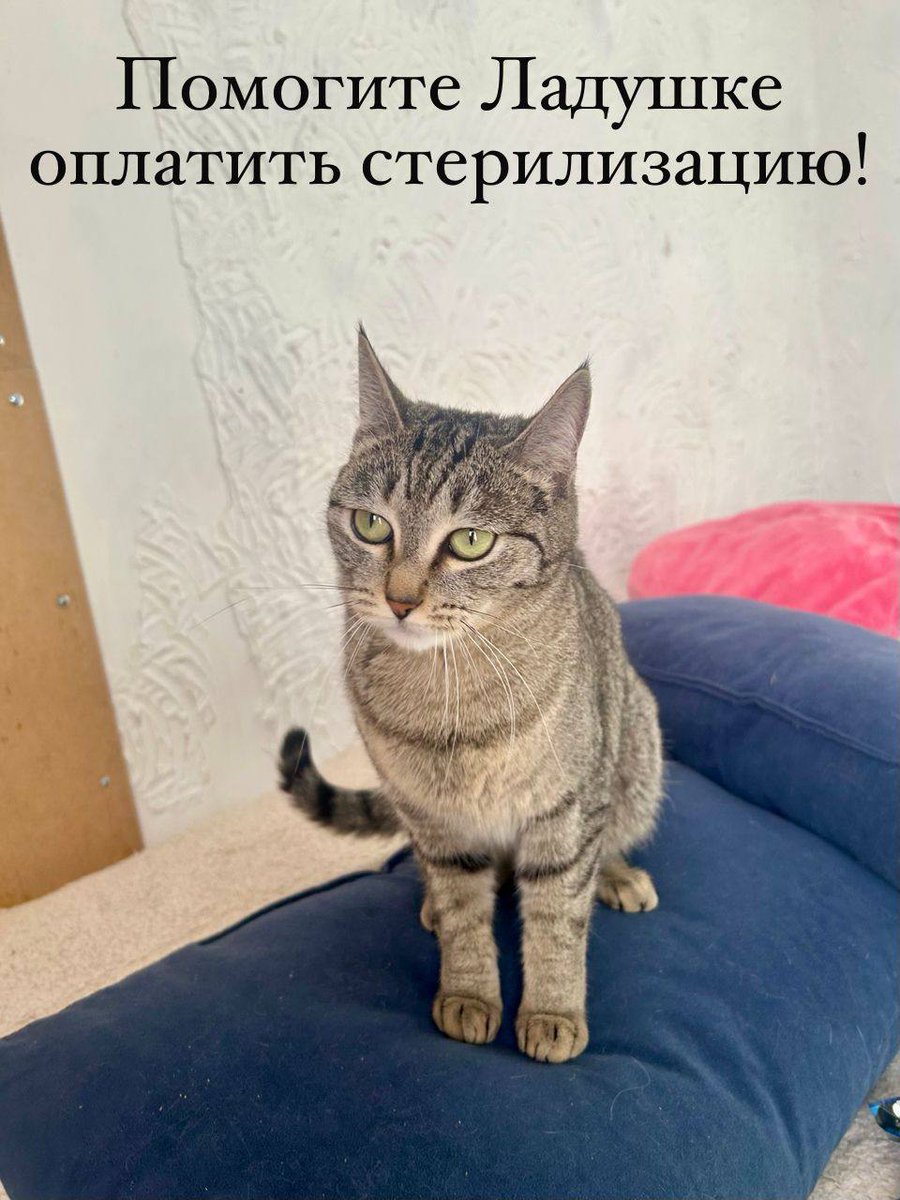 Кошачье Царство 🐈‍⬛🐈‍⬛🐈‍⬛🐈‍⬛🐈‍⬛ tweet media