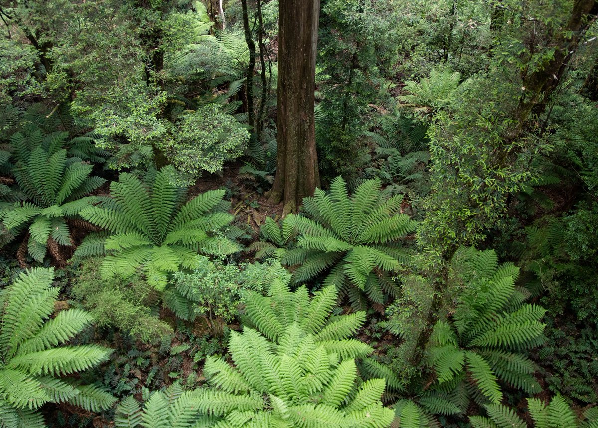 alliance_forest's tweet photo. @GreatForestNP REPOST:
"Beautiful rainforest understories. Wurundjeri Country 📷 @_liamoconnor_ #gnfp " https://t.co/uGEr1ijitm