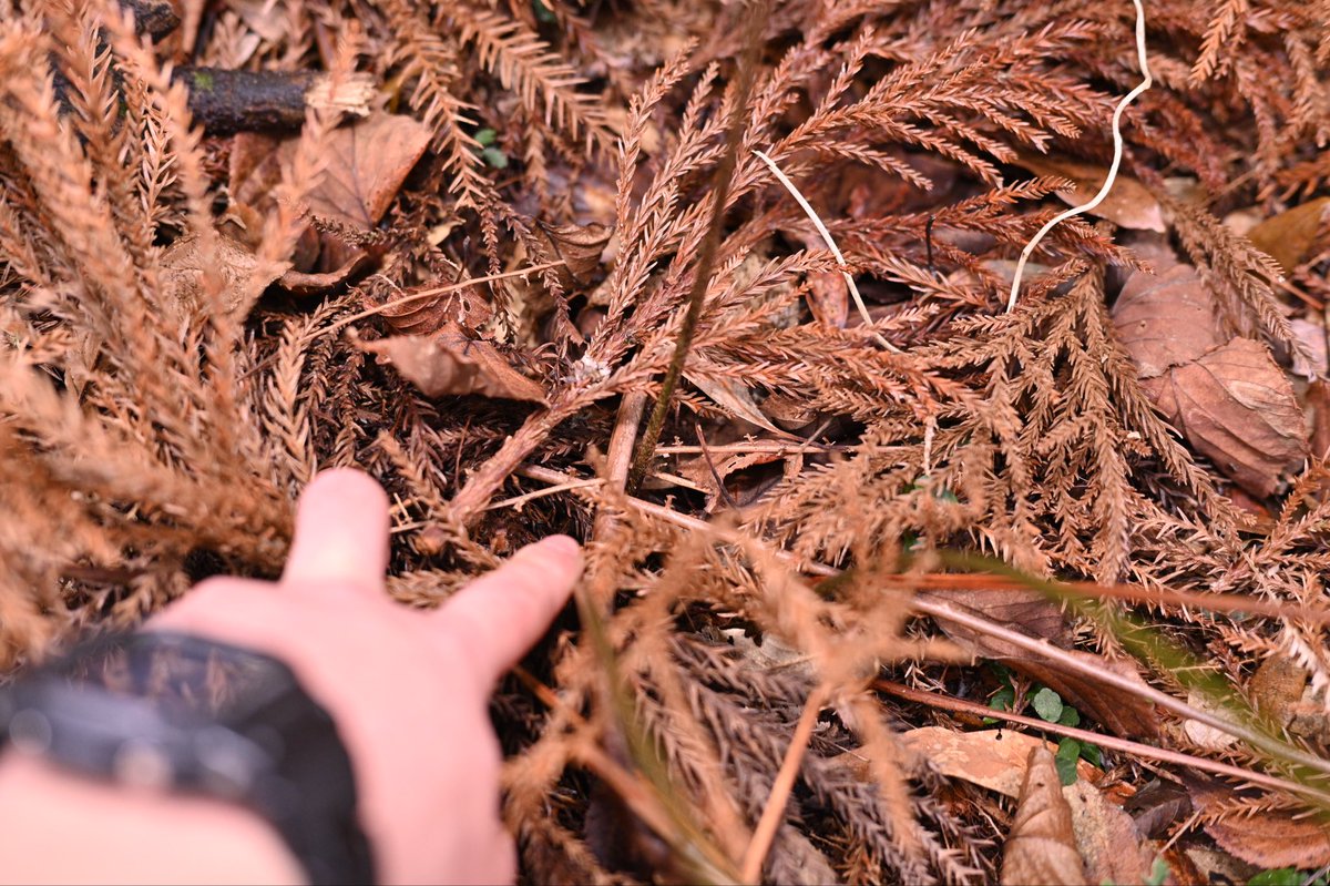 Toadrium's tweet image. ホソバヌカイタチシダかなと思った株
どなたかご意見いただけると嬉しいです。