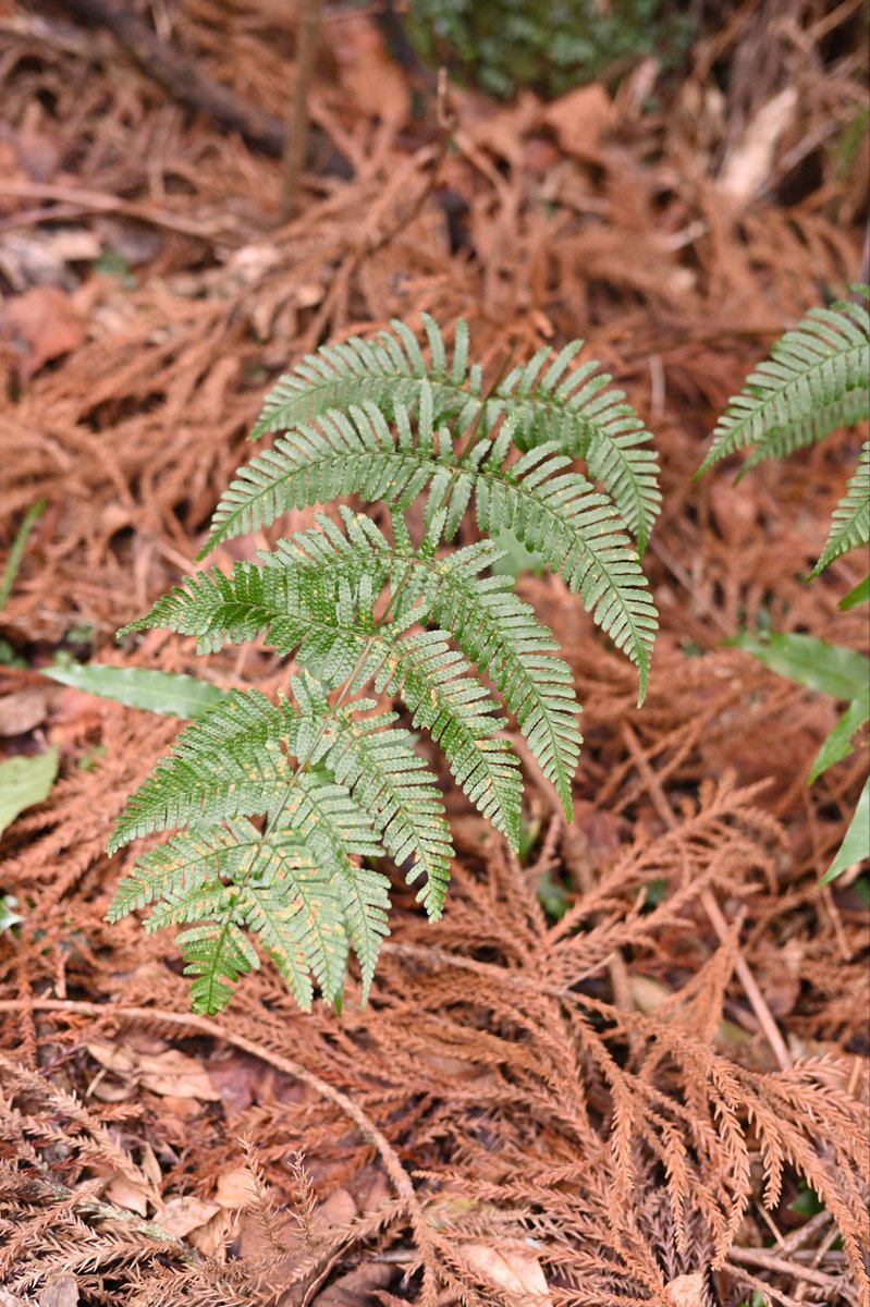 Toadrium's tweet image. ホソバヌカイタチシダかなと思った株
どなたかご意見いただけると嬉しいです。