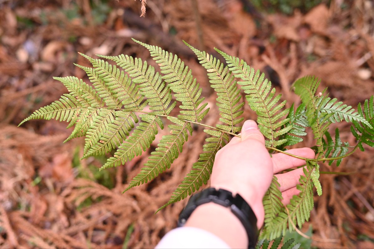 Toadrium's tweet image. ホソバヌカイタチシダかなと思った株
どなたかご意見いただけると嬉しいです。