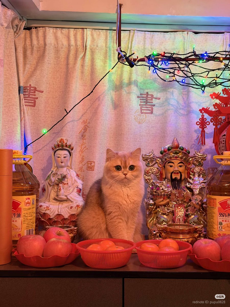 No Context Cats (@nocontextscats) on Twitter photo 