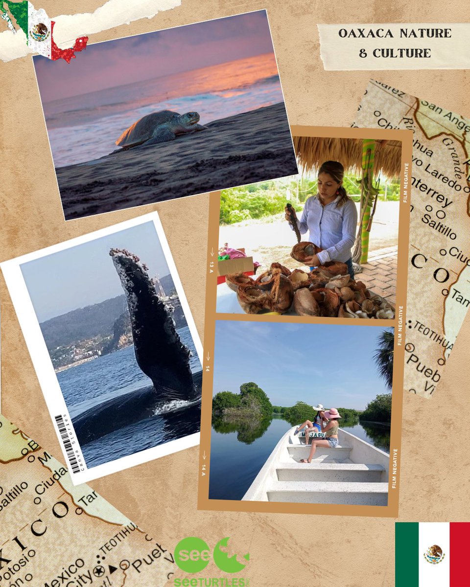 SEE Turtles tweet media