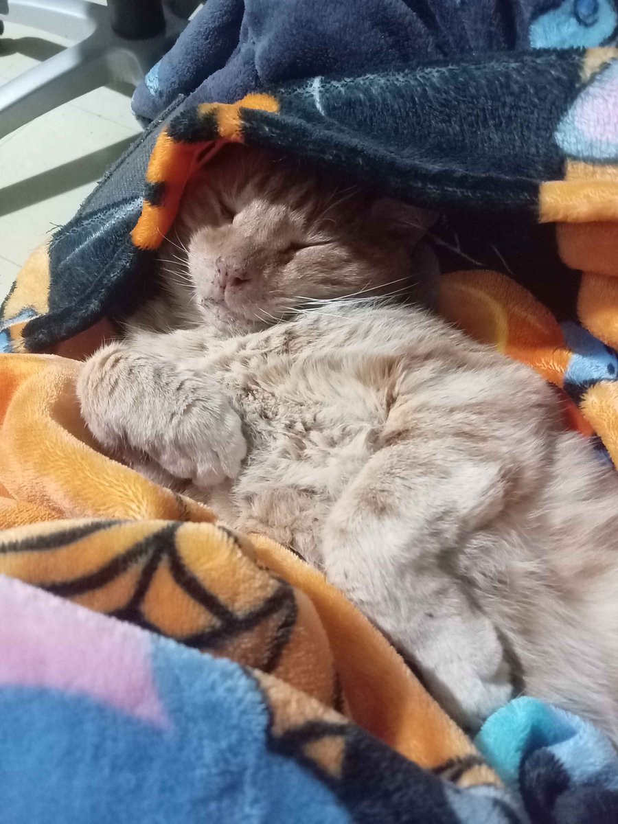 SamhainSin's tweet image. Rest in Peace Baby Boy.... you are going to be so, so missed, but i am happy you are no longer suffering and in pain.... 

had to take Kyo to the vet today, found out he had severe kidney failure, highest levels the vet had ever seen... so had to make the hard decision.

#CuteCat