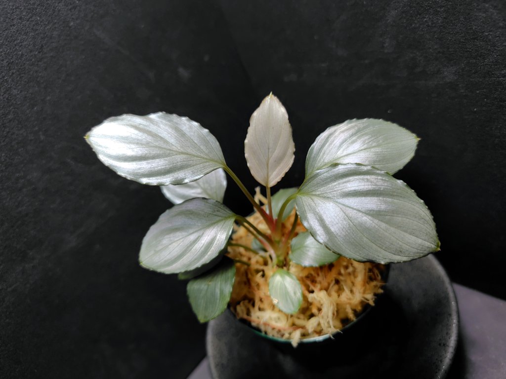 Homalomena aff. vittifolia /