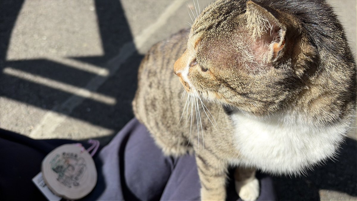 ZAKURI0's tweet photo. 黒川温泉で休んでいたら、猫が膝の上に乗って来た。 https://t.co/krt9ZDqLGW
