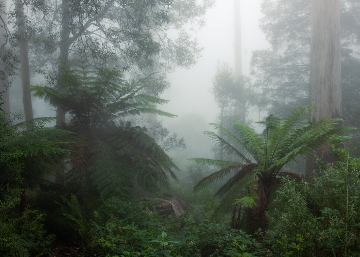 Great Forest NP (@GreatForestNP) / Posts / X