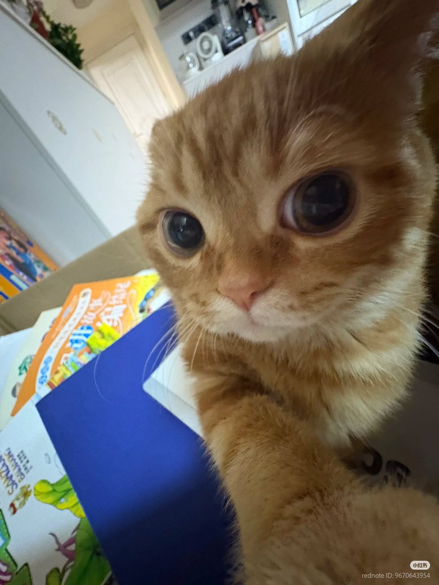 No Context Cats (@nocontextscats) on Twitter photo 