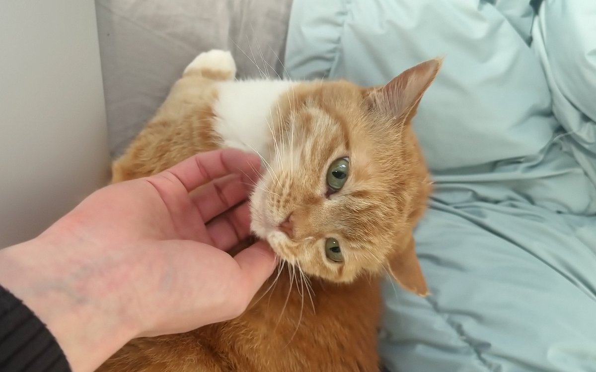 focat (@focatboy) on Twitter photo 